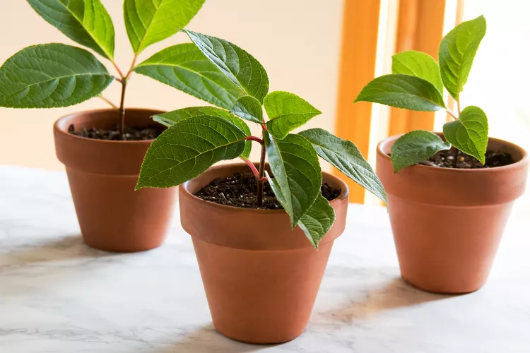 How to Grow Plants Faster and Bigger at Home